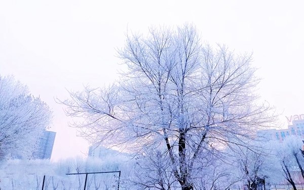 雪后的校園